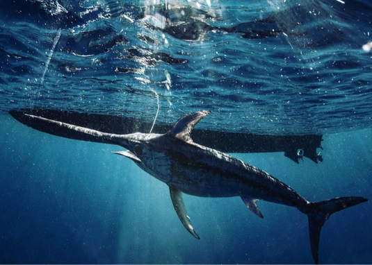 Swordfish (Full Day only) - $3,000