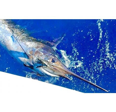 Marlin for Christmas!