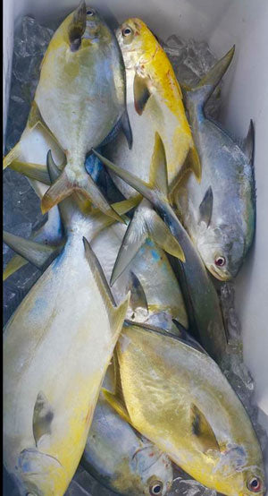 Pompano in Pompano!