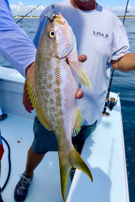 Yellowtail Snapper Time!