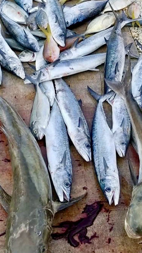 Helen S Fishing Report