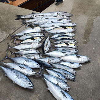 Mixed Bag