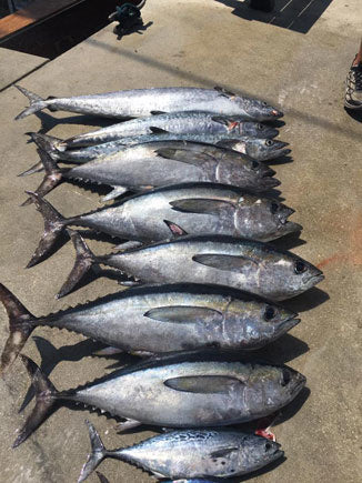 Blackfin Tuna are Here!