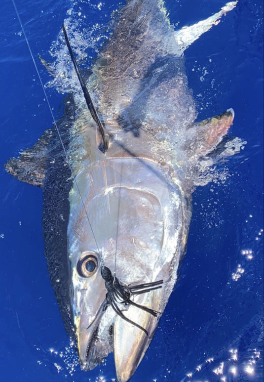 Giant Bluefin are Here!