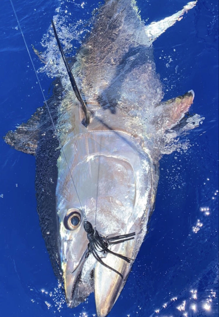 Giant Bluefin are Here!
