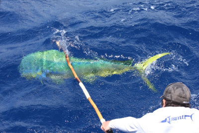 Dolphin Abundant!