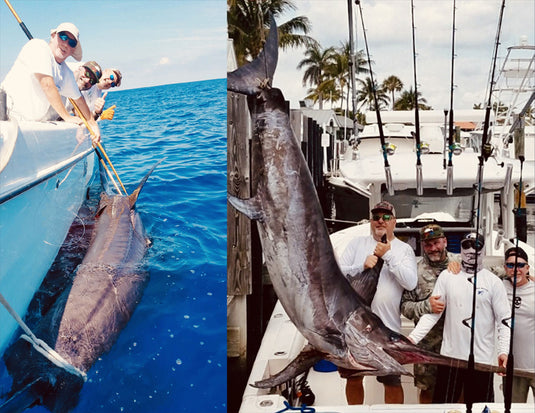 Giant Swordfish Caught