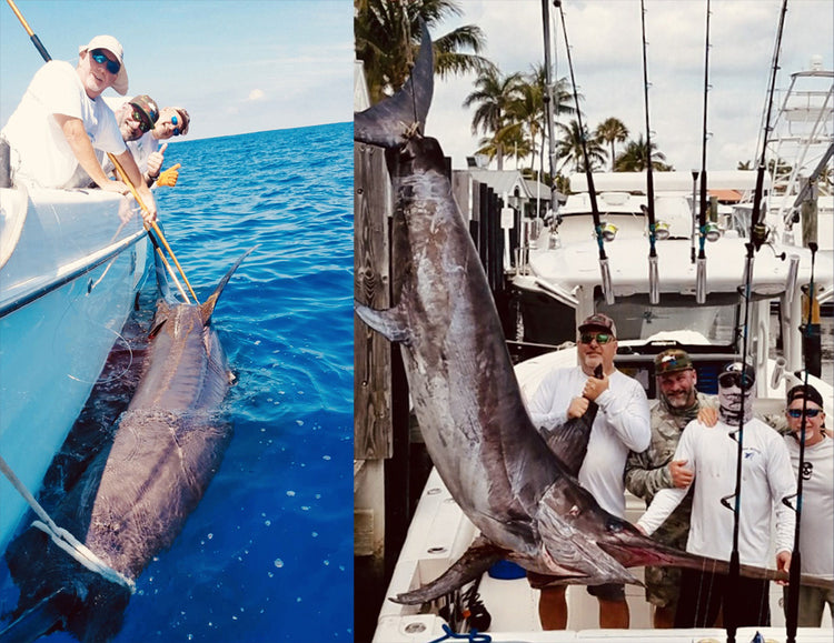 Giant Swordfish Caught