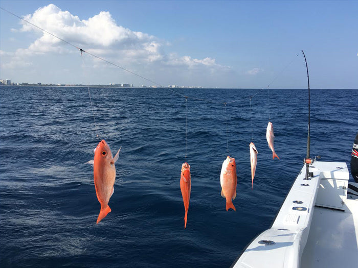 Vermillion Snapper