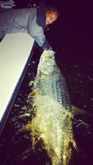 Big Tarpon are Here!