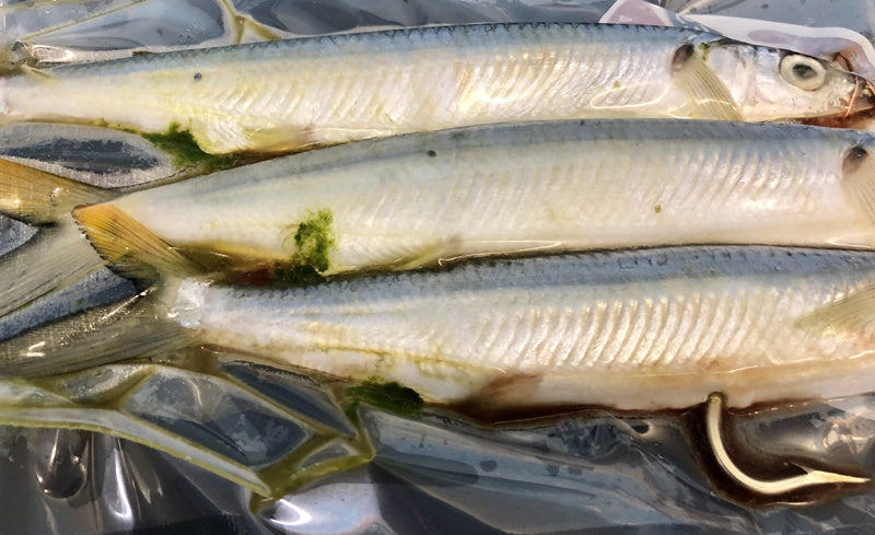 Green Poop Bait? | RJ Boyle