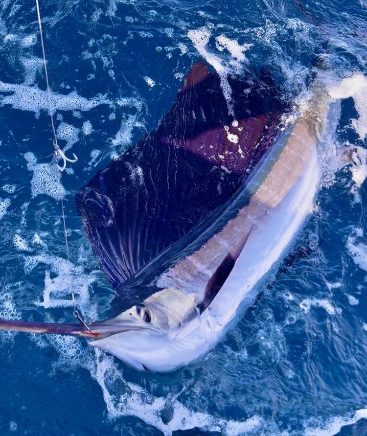 Sailfish are on the prowl north of the Hillsboro inlet.