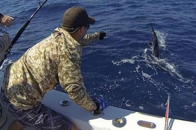 Marlin are Here!
