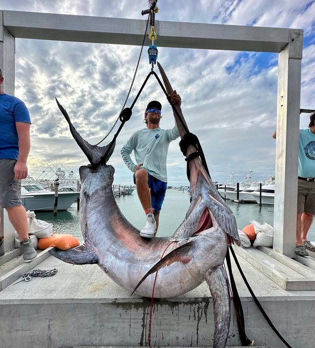 Giant Swords Caught This Week!