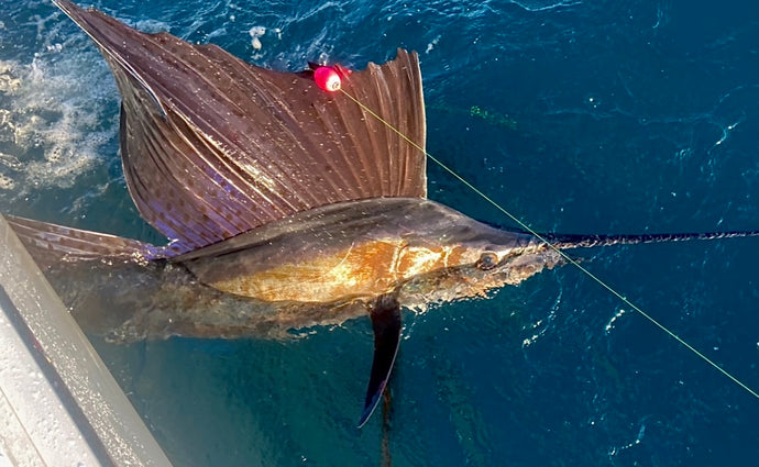 Epic Sailfish Bite This Week Off Hillsboro!