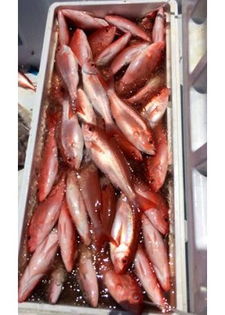 Snapper Fest