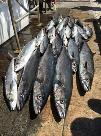 Kingfish are Solid