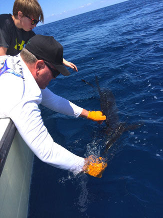 Sailfish or Wahoo?