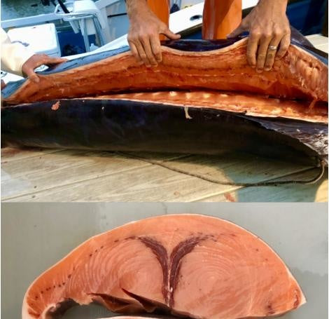 Pumpkin Swordfish
