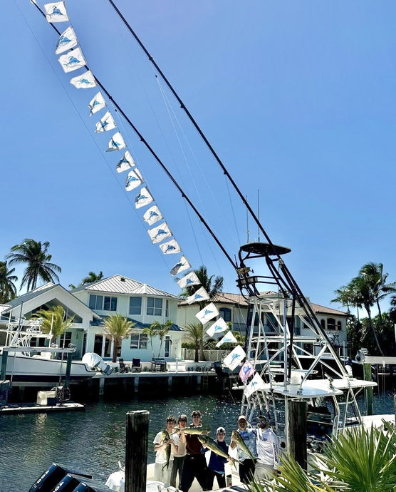Record Numbers of Sailfish Caught Outside Hillsboro Inlet This Week!