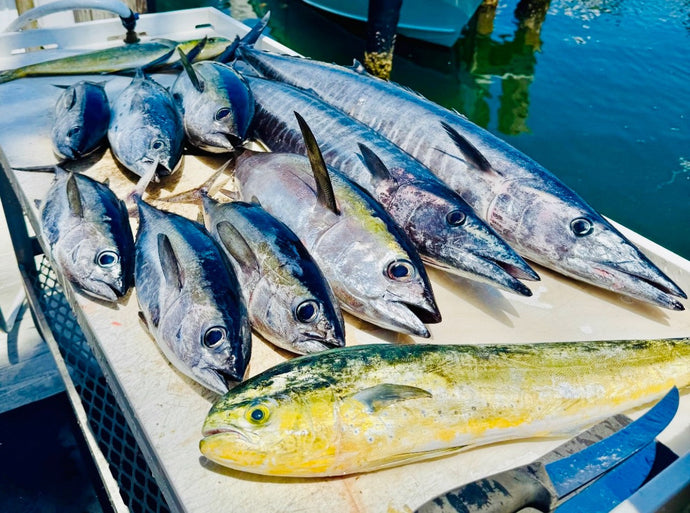 The bite is picking up for pelagics both nearshore and offshore!