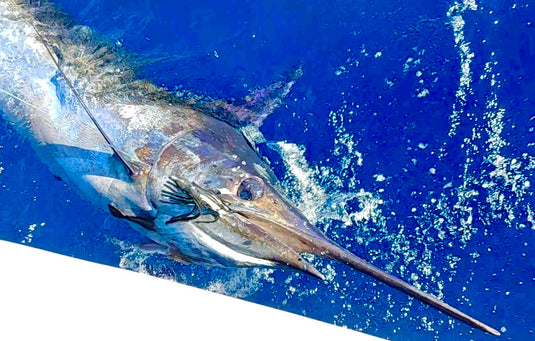 RJ Boyle Southern Tuna Stainless Big Game Hook (3 pack)
