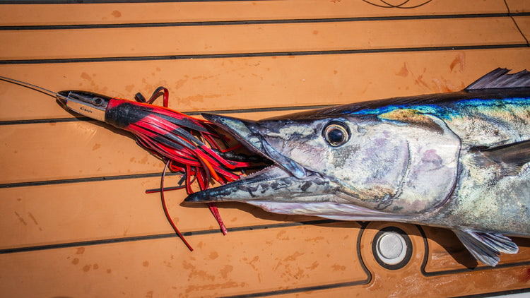 BIG GAME BAIT & TACKLE