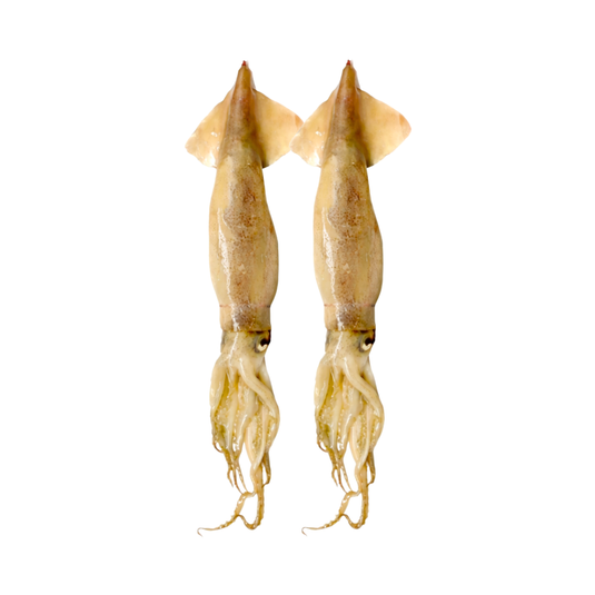 Unrigged Swordfish Squid - 10 Packs - RJ Boyle