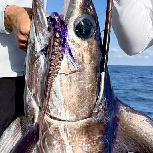belly hooked fish co Boneless Bonito Bellies
